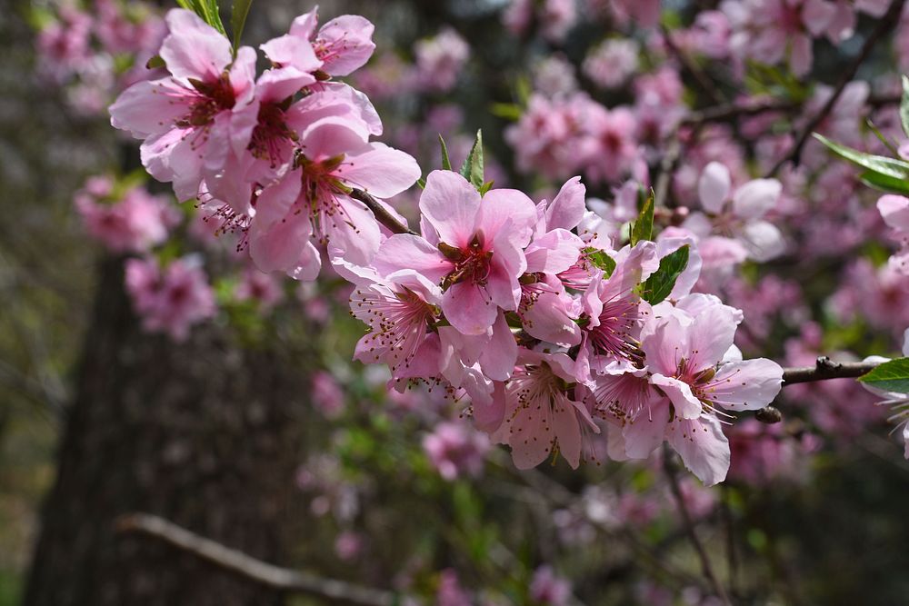 Peach blossom. Original public domain image from Wikimedia Commons