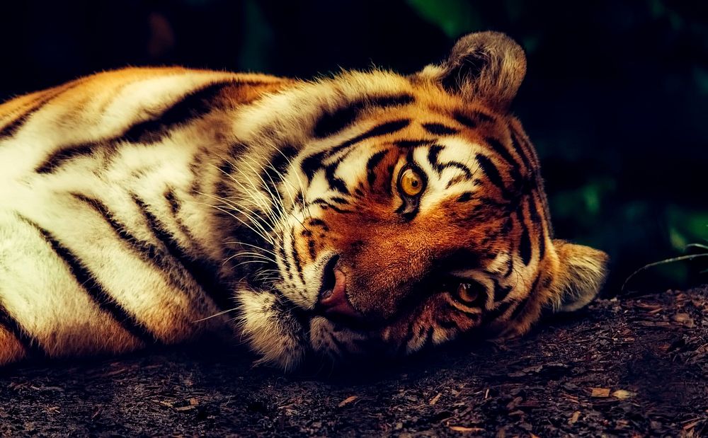 A close up shot of tiger resting on the ground. Original public domain image from Wikimedia Commons