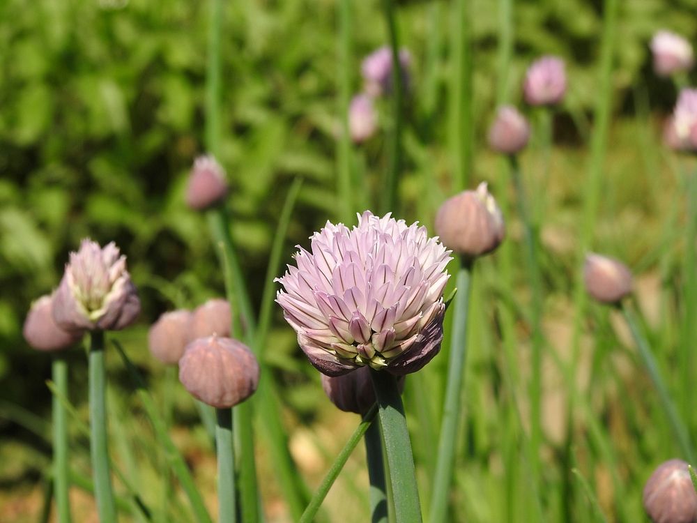 Oriental chive. Original public domain image from Wikimedia Commons