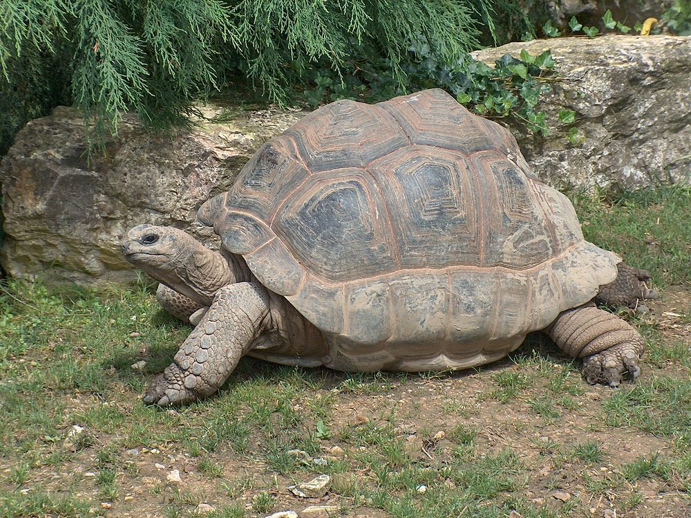 An Aldabra Giant Tortoise at Beauval Zoo, France. Original public domain image from Wikimedia Commons