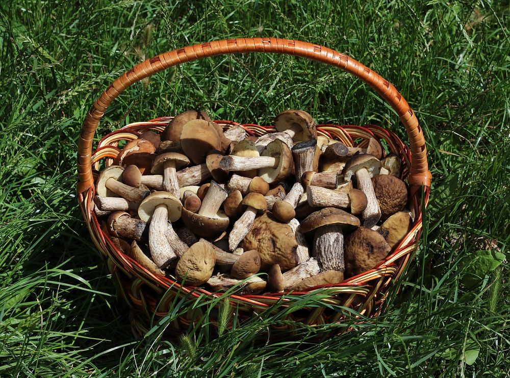 Fungi in basket. Trophies of a mushroom hunt. Ukraine. Original public domain image from Wikimedia Commons