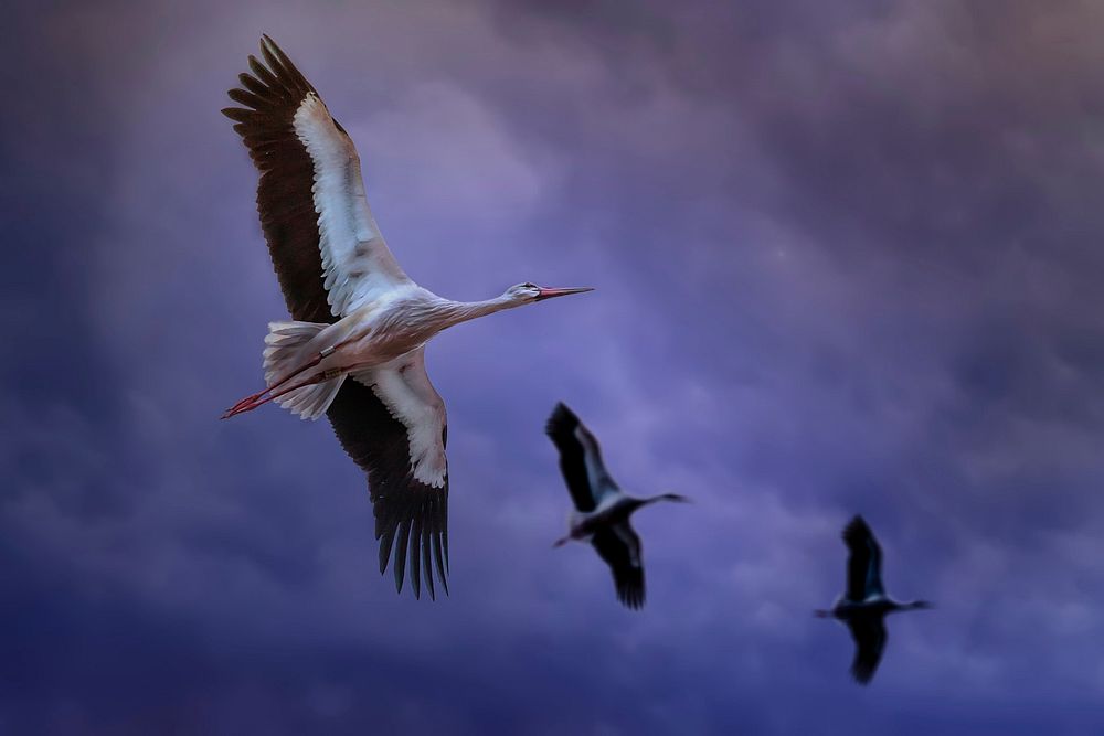 Crane bird are flying over the blue sky. Original public domain image from Wikimedia Commons