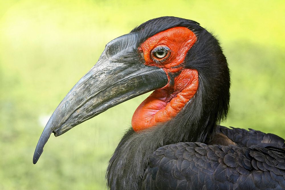 Bucorvus leadbeateri. Original public domain image from Wikimedia Commons