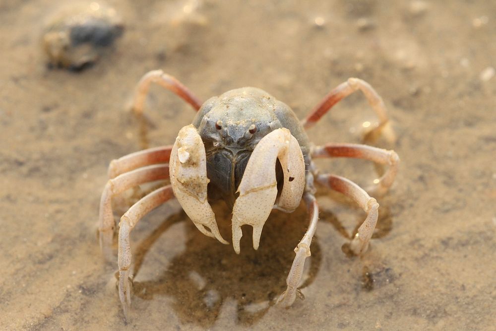 A small crab found at sandy shore in hong kong. Original public domain image from Wikimedia Commons