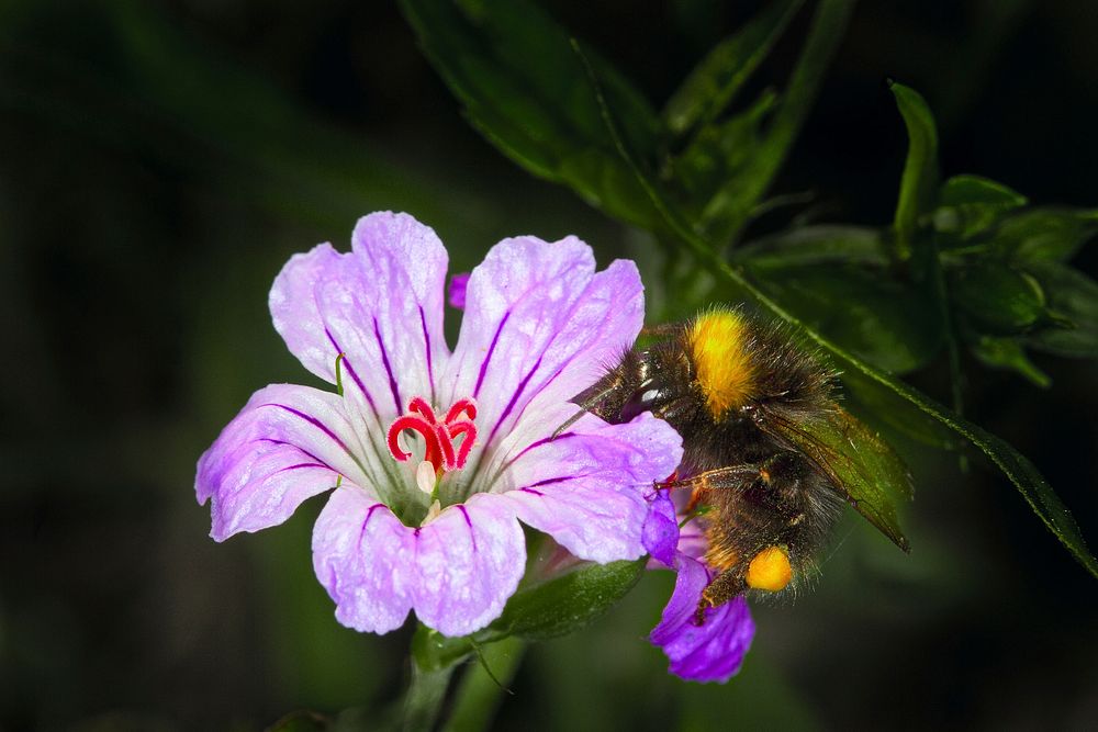 Bee on flower. Original public domain image from Wikimedia Commons