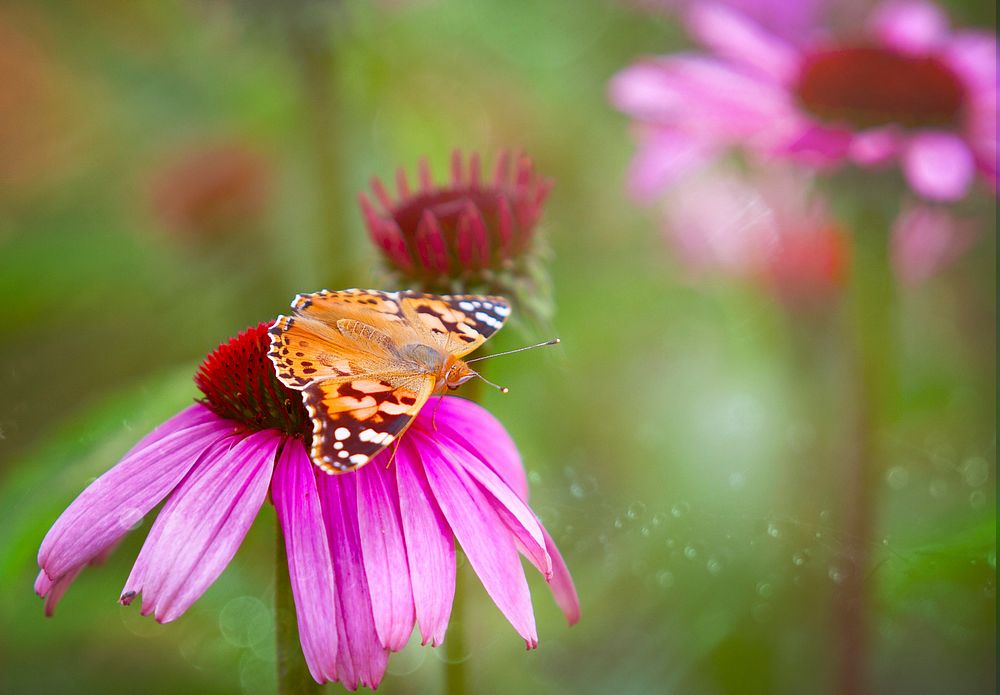 Butterfly. Original public domain image from Wikimedia Commons