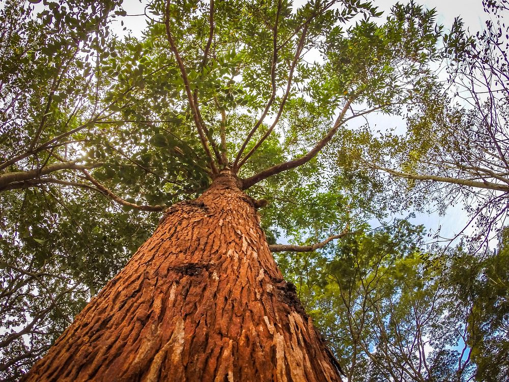 Low-angle shot of a tree. Original public domain image from Wikimedia Commons