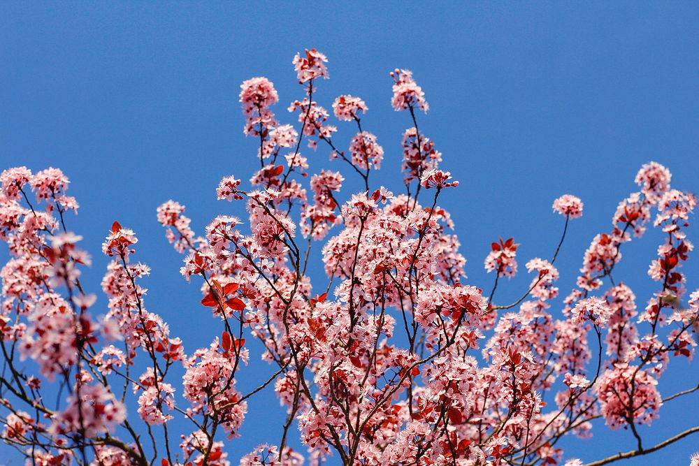 Pink flowers in a tree. Original public domain image from Wikimedia Commons