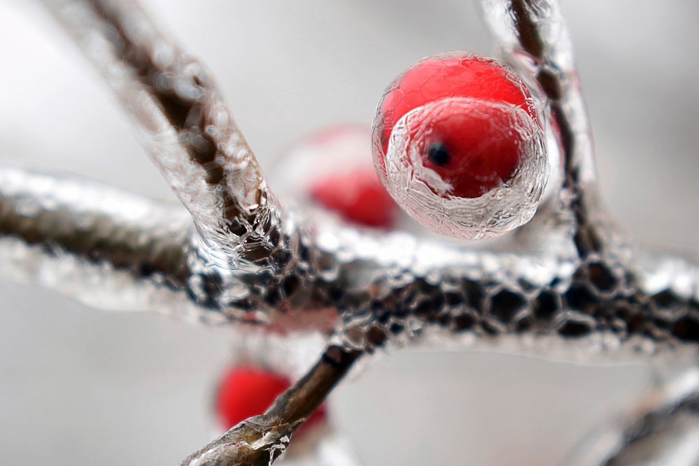 Frosty branch in winter. Original public domain image from Wikimedia Commons
