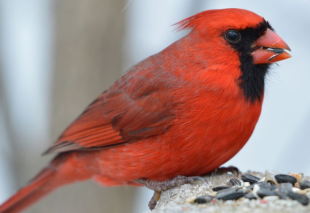 A male Cardinal cracks into a sunflower seed. Original public domain image from Wikimedia Commons