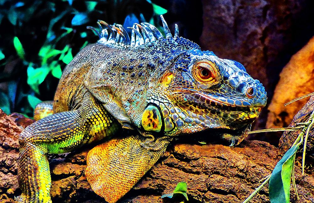 Colorful iguana in Romania. Original public domain image from Wikimedia Commons