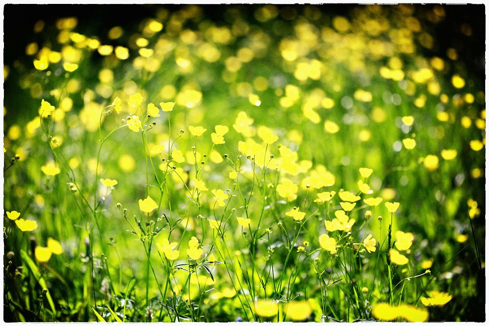 Springtime in Friedhof. Original public domain image from Wikimedia Commons