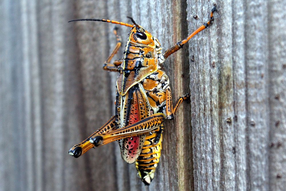 Eastern Lubber Grasshopper after the rain. Original public domain image from Wikimedia Commons