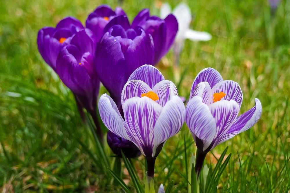 Crocuses growing in our garden. Original public domain image from Wikimedia Commons
