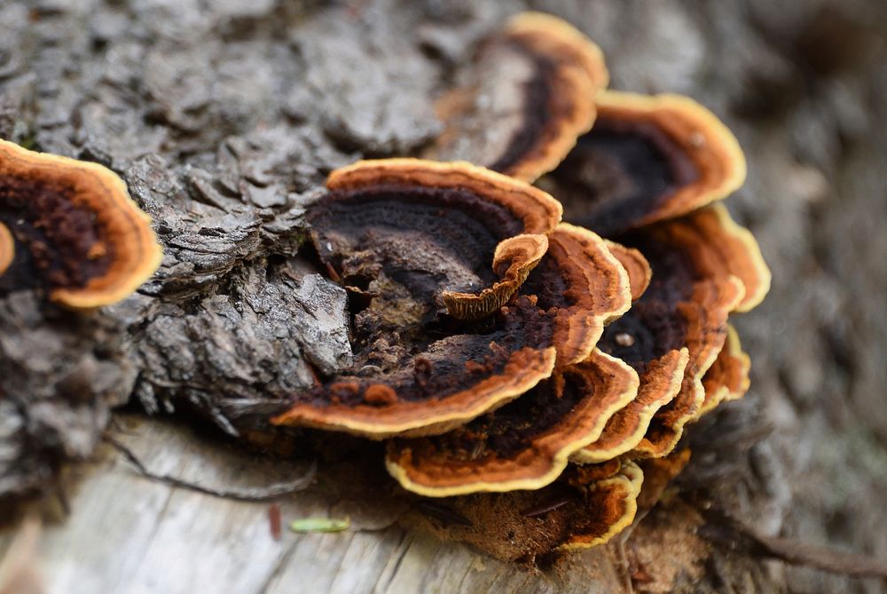 bracket fungi. Original public domain image from Wikimedia Commons