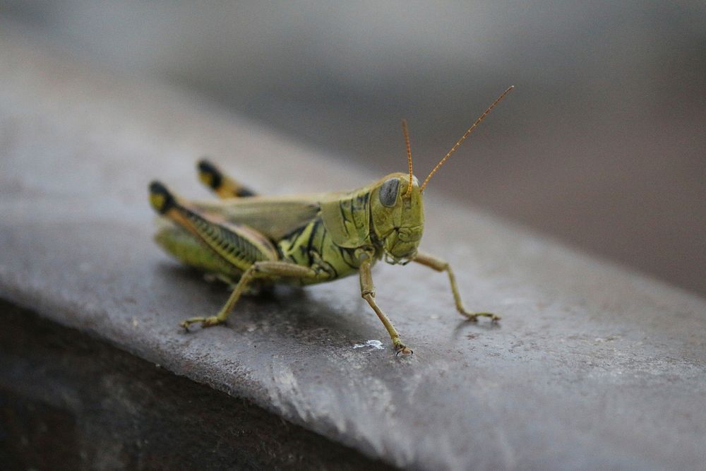 A grasshopper sitting atop a rail. Original public domain image from Wikimedia Commons