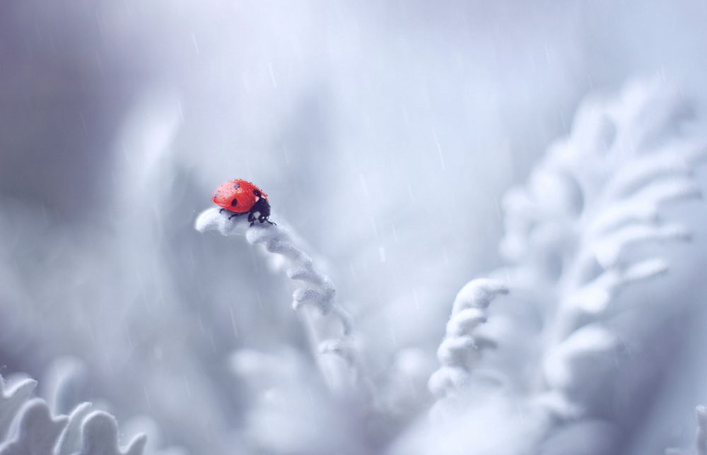 Ladybird in snow. Original image from Wikimedia Commons