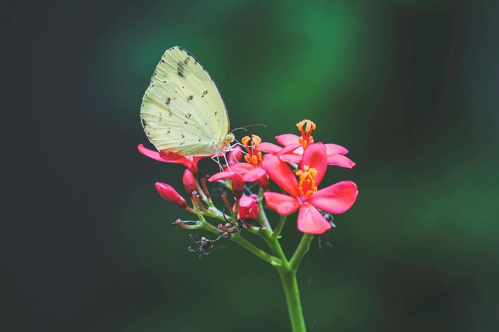 Butterfly. Original public domain image from Wikimedia Commons