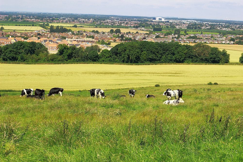 Cows in the meadow. Original public domain image from Wikimedia Commons