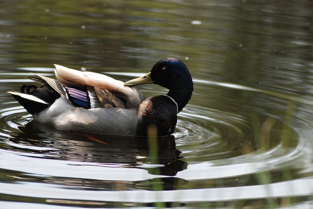 Mallard drake preening. Original public domain image from Wikimedia Commons