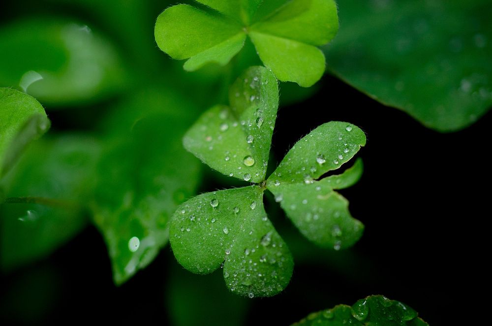 Clover leaves. Original public domain image from Wikimedia Commons