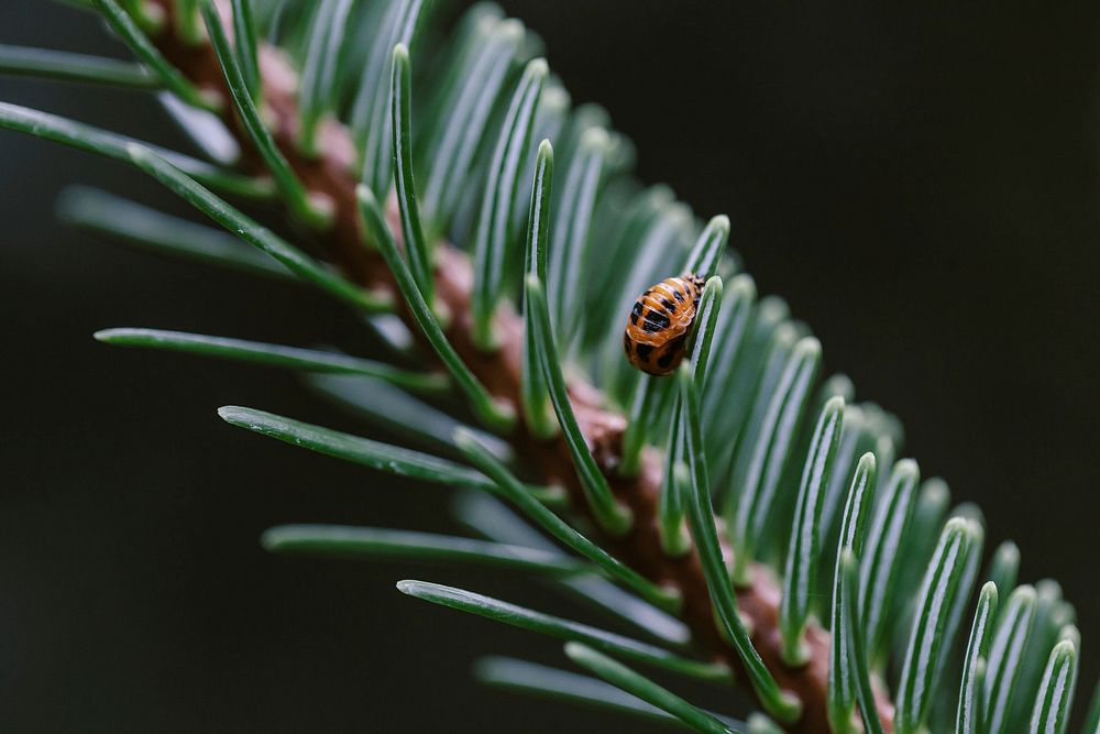 Ladybug pupa. Original public domain image from Wikimedia Commons