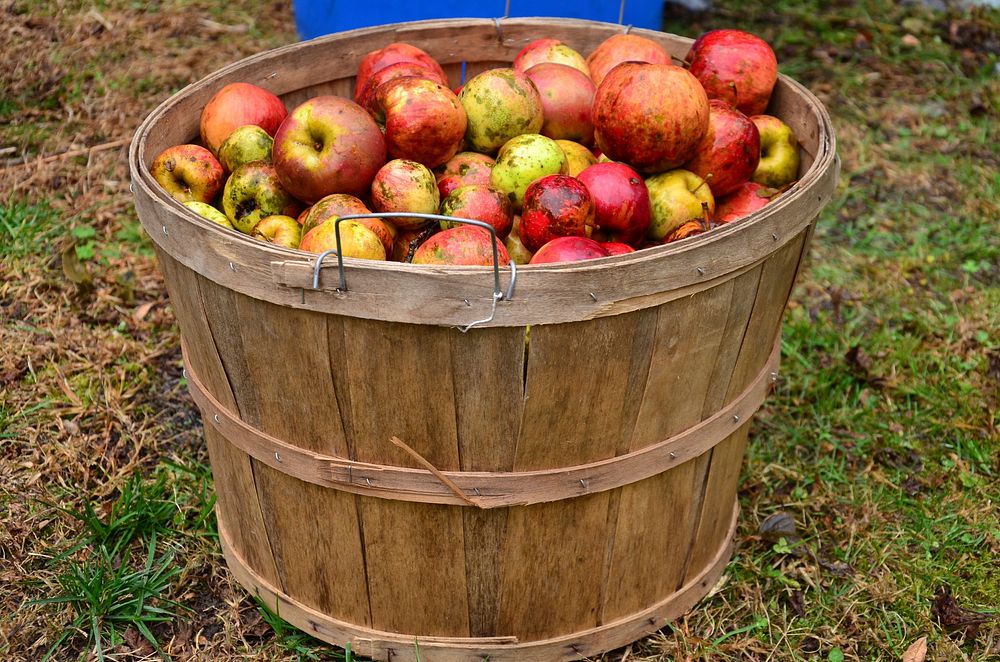 Apple. Original public domain image from Wikimedia Commons