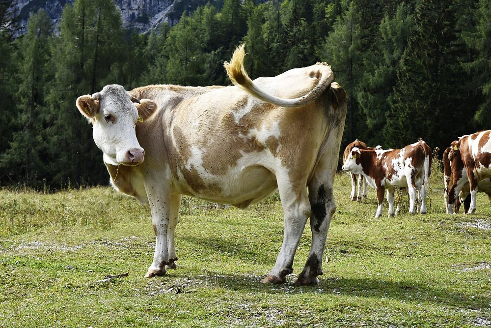 Cow. Original public domain image from Wikimedia Commons