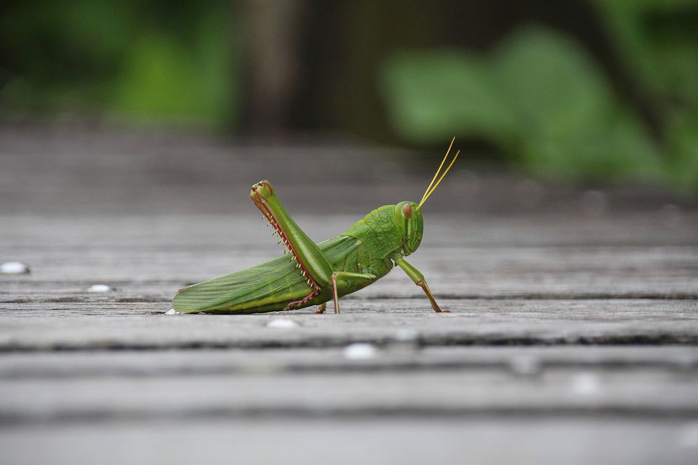 Grasshopper. Original public domain image from Wikimedia Commons