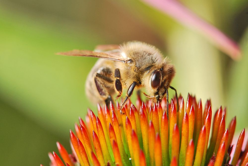 The European honey bee or western honey bee (Apis mellifera) is a species of honey bee.