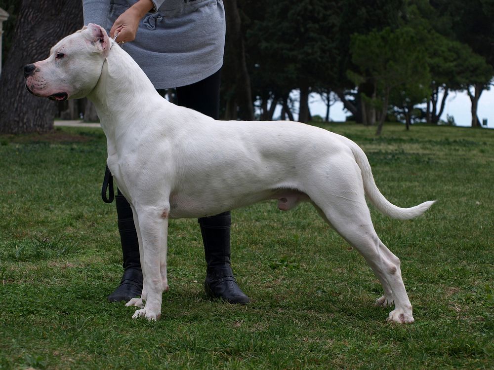 Dogo Argentino dog standing. Original public domain image from Wikimedia Commons