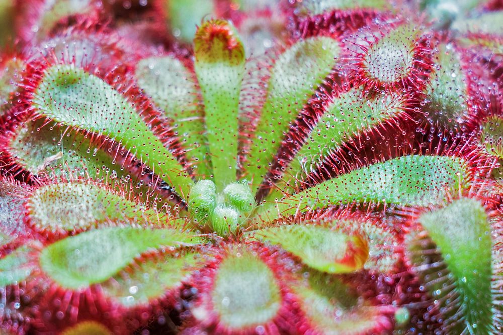 Cape sundew. Original public domain image from Wikimedia Commons