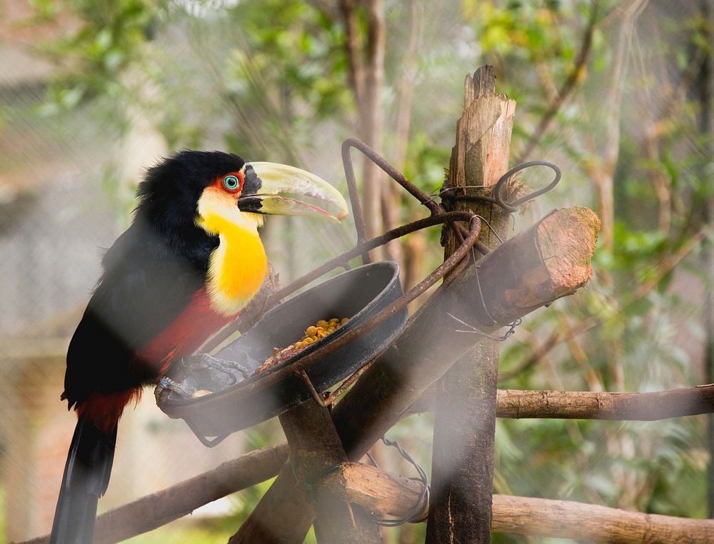 Tucano. Original public domain image from Wikimedia Commons