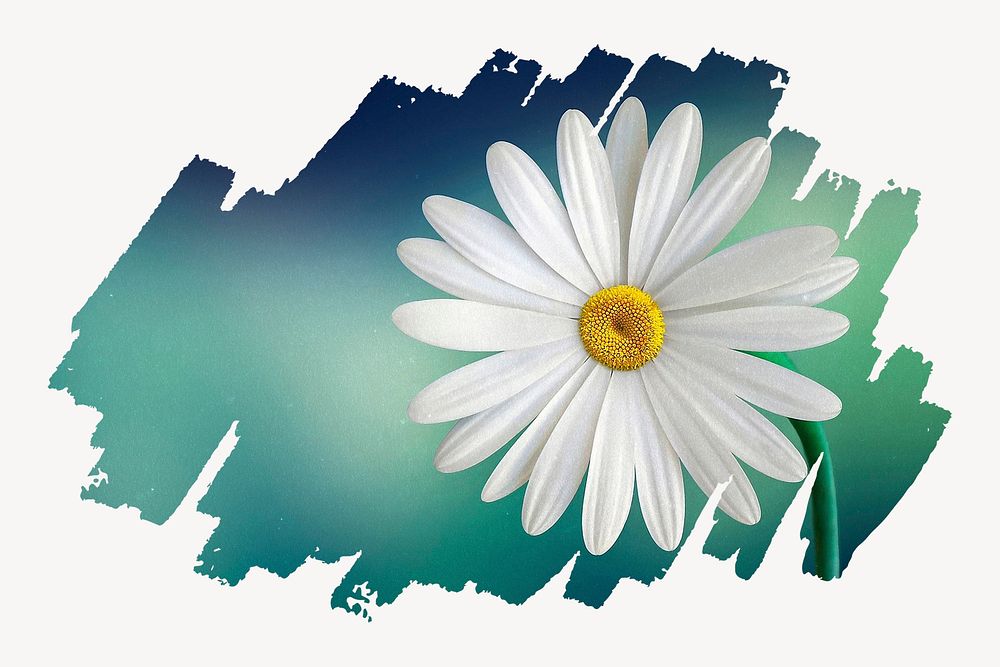White daisy, brush stroke transition, flower collage element psd