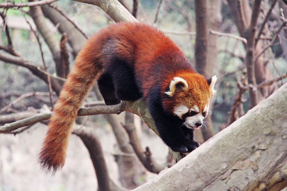 Red panda (Ailurus fulgens) in Chengdu. Original public domain image from Wikimedia Commons