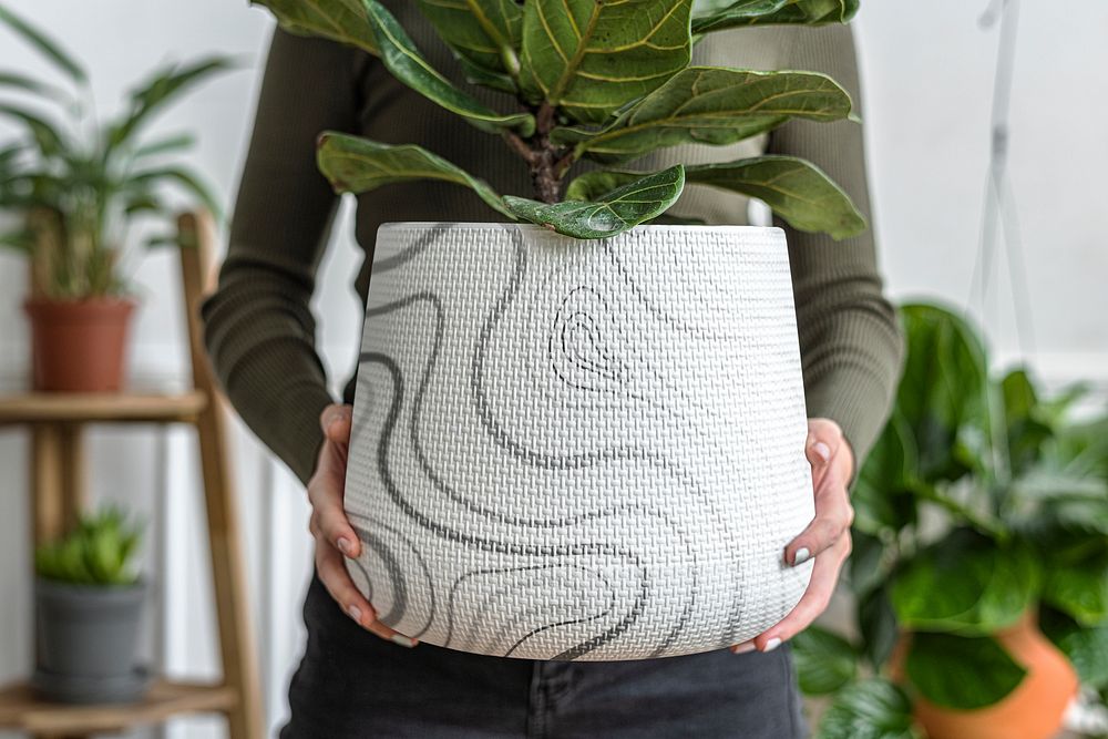 Woman carrying a pot of fiddle figs