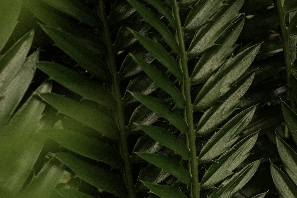 Aesthetic leaf background wallpaper, tropical nature image