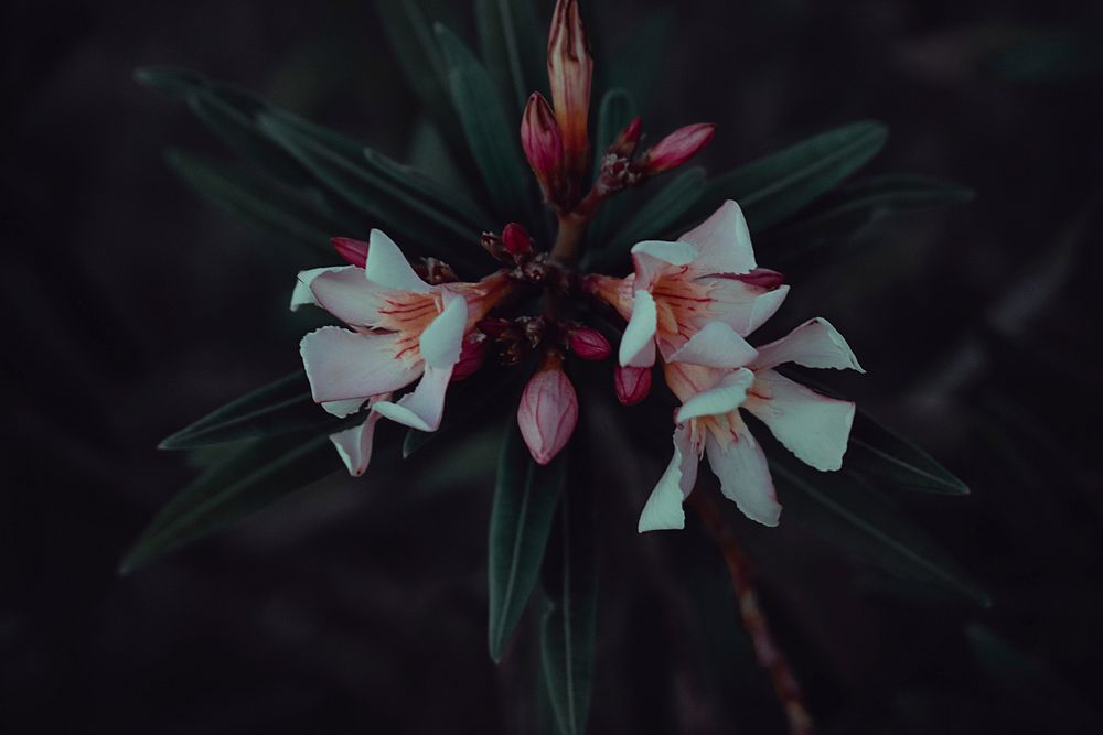 Free pink flower background image, public domain spring CC0 photo.