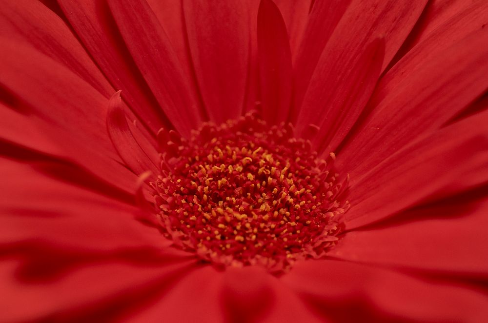 Free red daisy image, public domain flower CC0 photo.