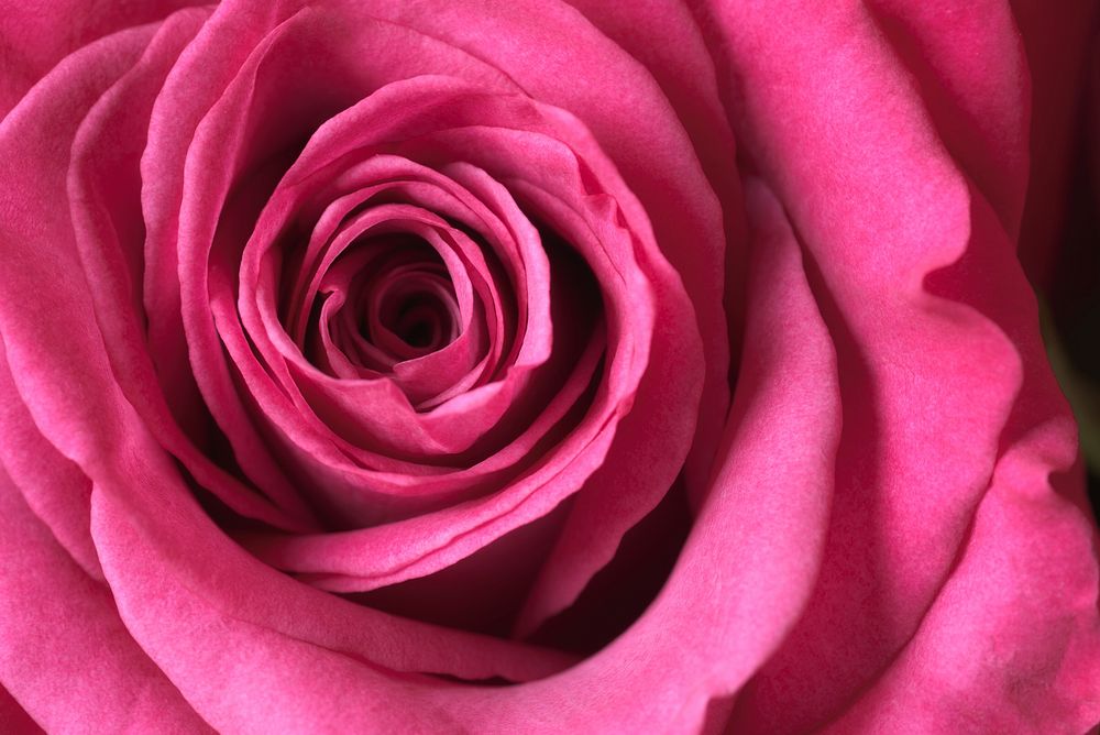 Free pink rose macro shot image, public domain flower CC0 photo.