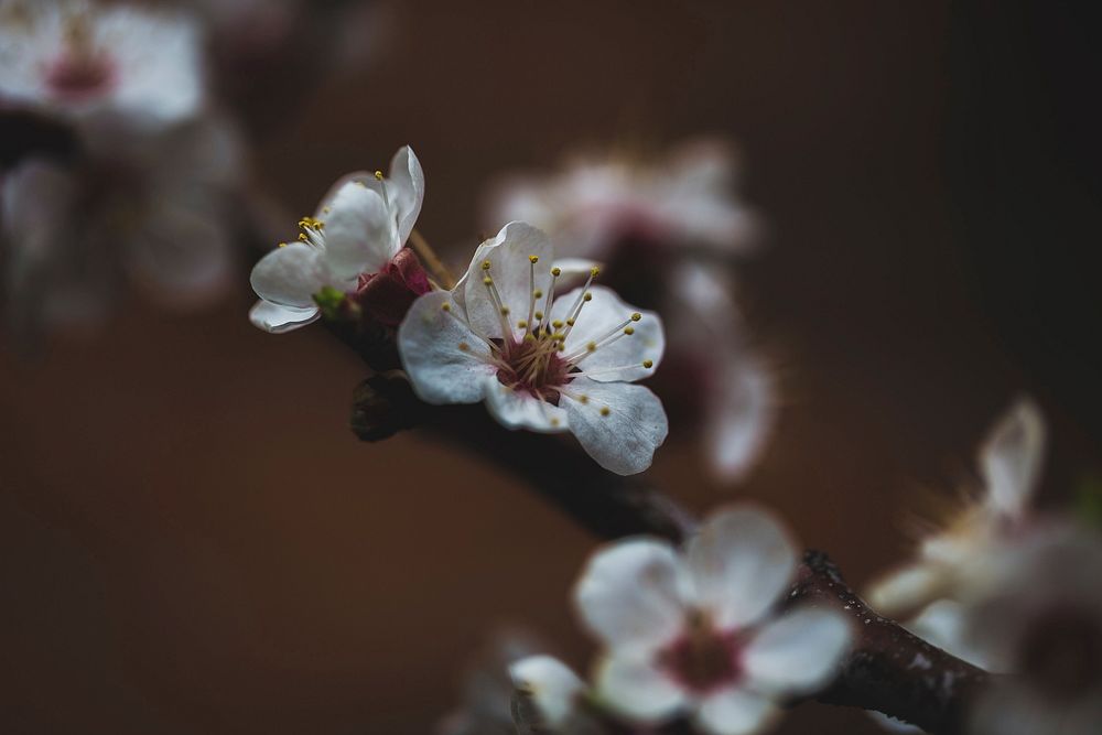 Free white cherry blossom image, public domain flower CC0 photo.