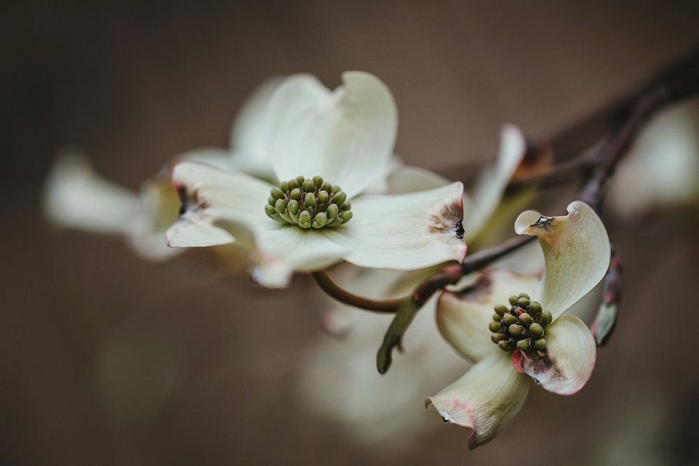 Free white magnolia image, public domain spring CC0 photo.