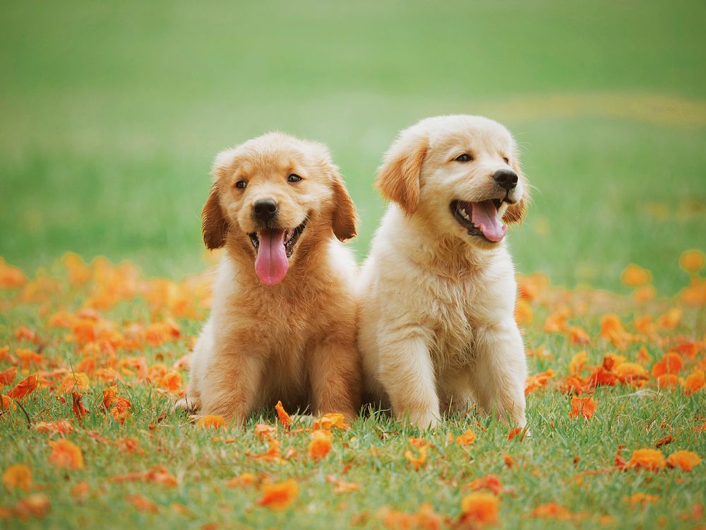 So Many Golden Retriever Puppies! (CUTE COMPILATION) - Puppy Love on Make a  GIF