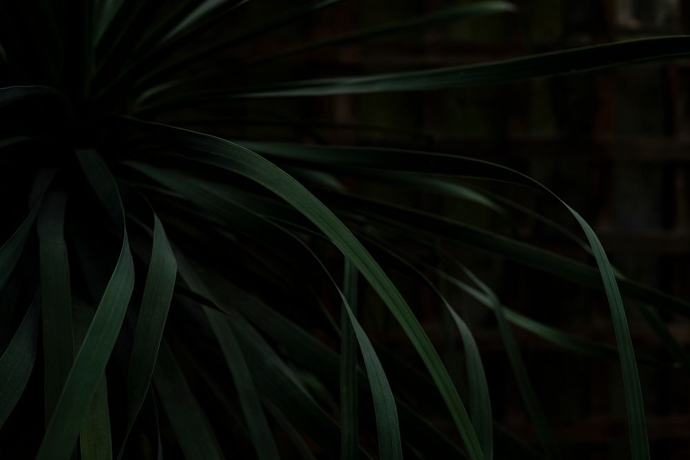 Closeup of a green plant in the dark