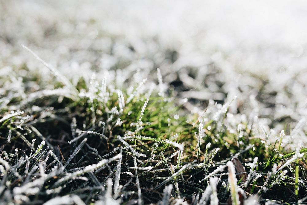 Grass covered with frost. Visit Kaboompics for more free images.