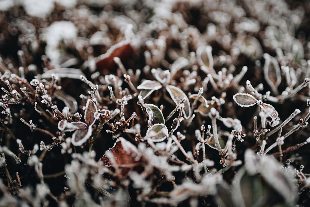 Leaves covered with frost. Visit Kaboompics for more free images.