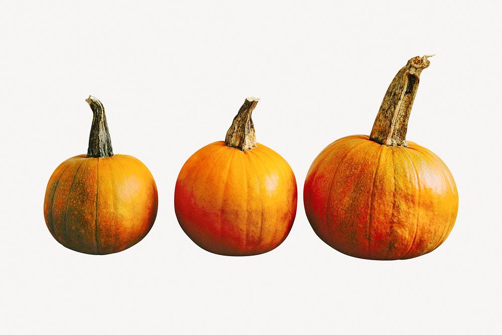 Pumpkins collage element, autumn fruit psd