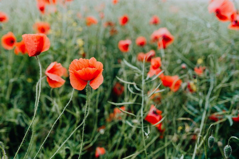 Spring background with poppy flowers in the field