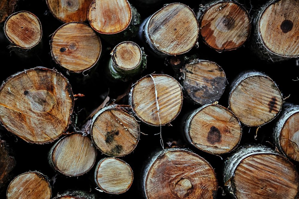 Close up of cut logs. Visit Kaboompics for more free images.