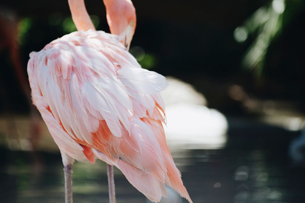 Closeup of pink flamingo in a zoo